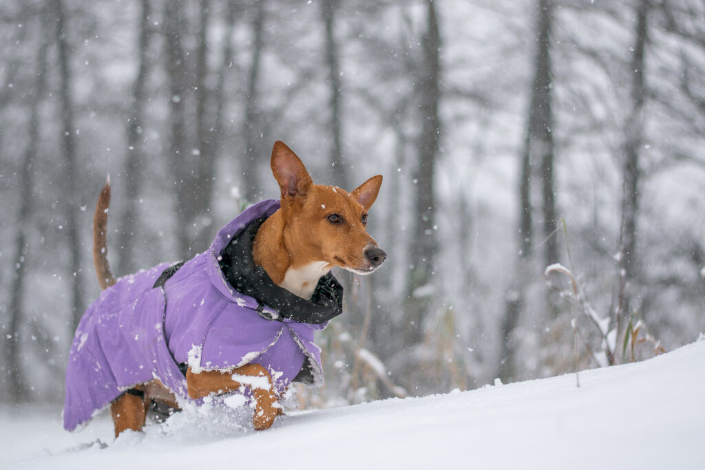 PAIKKA-Visibility-Winter-Jacke-Lila-Hunde-Wintermantel-mit-Folienbeschichtung-60-46199 PAIKKA-Visibility-Winter-Jacke-Lila-Hunde-Wintermantel-mit-Folienbeschichtung-60-46199