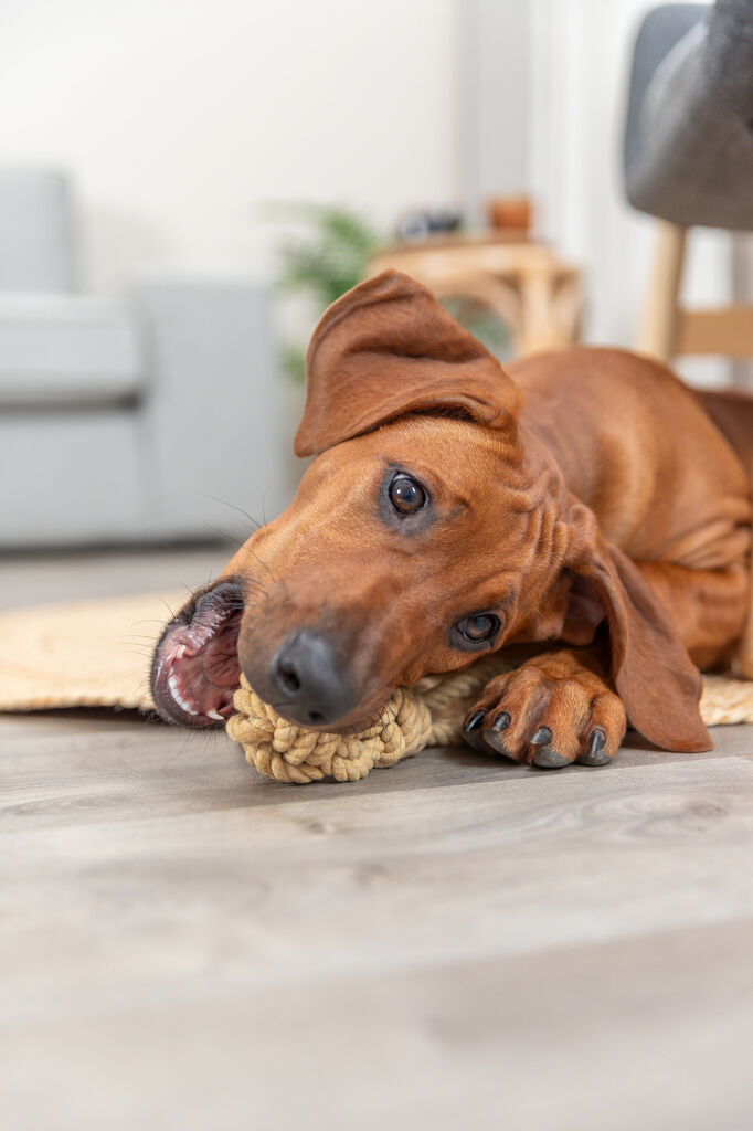 Trixie-Be-Nordic-Knoten-Ball-am-Tau-Hunde-Wurfspielzeug-24-32632 Trixie-Be-Nordic-Knoten-Ball-am-Tau-Hunde-Wurfspielzeug-24-32632