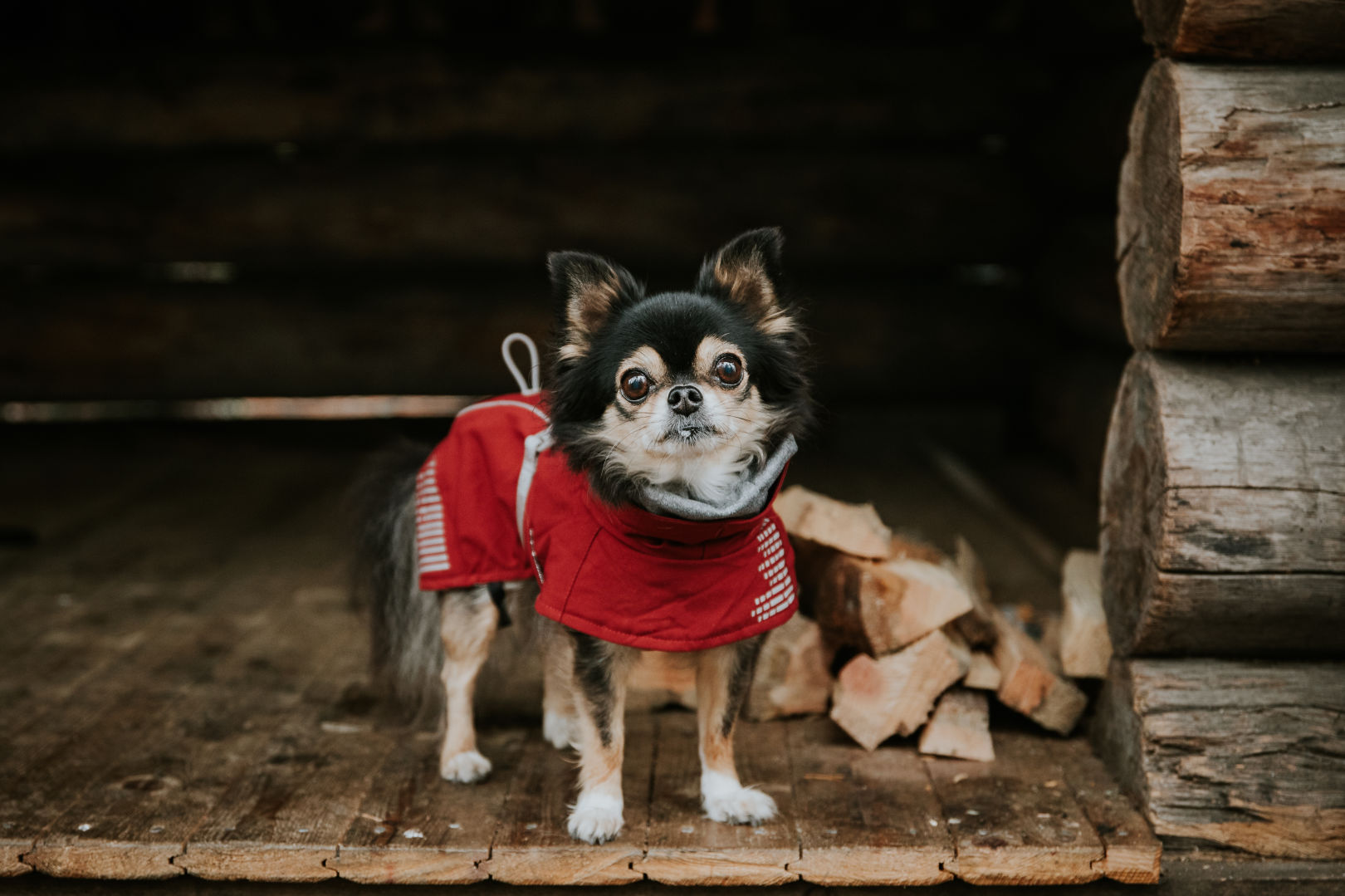 Hurtta-extra-warm-lingon-roetlich-herbst-hund-gassi-HU-933795 Hurtta-extra-warm-lingon-roetlich-herbst-hund-gassi-HU-933795