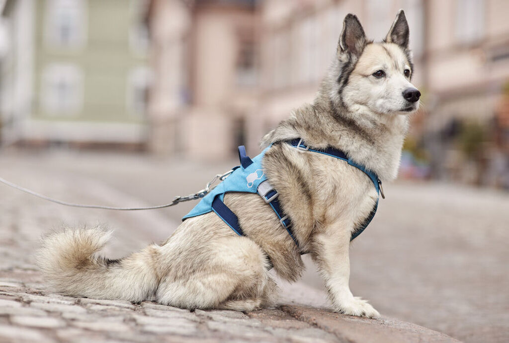 Hurtta-Sicherheitsgeschirr-Safeguard-Harness-ECO-Ozean-Hunde-Brustgeschirr-HU-934703 Hurtta-Sicherheitsgeschirr-Safeguard-Harness-ECO-Ozean-Hunde-Brustgeschirr-HU-934703