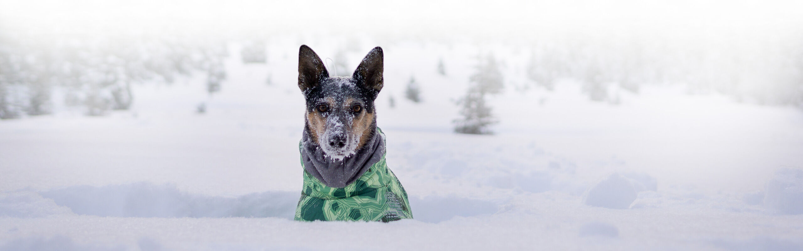 Wintermantel Winterjacke für Hunde