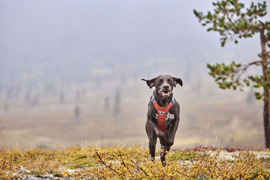 Hurtta-Rover-Harness-Hundegeschirr-Zimt-mit-Reflektoren-HU-934848