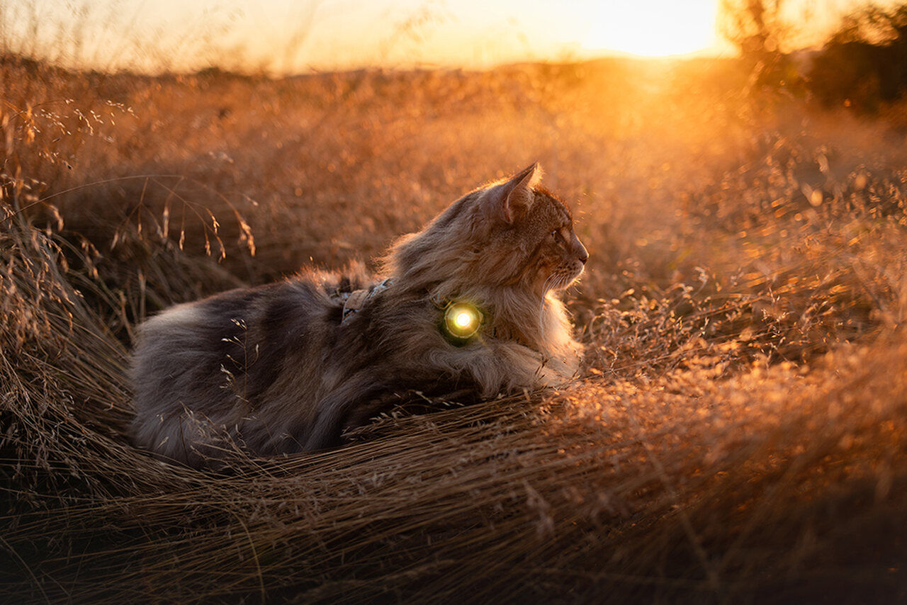 Orbiloc-Dog-Dual-Hundelampe-gold-warmes-Licht-Katze-in-der-Abendsonne-OL-00130