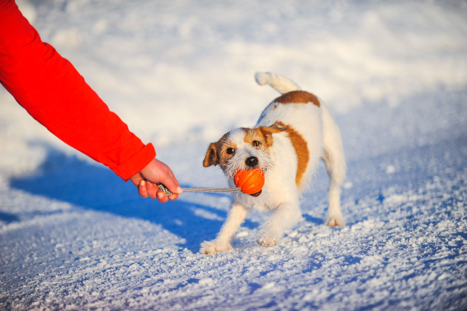 Collar-LikerBall-mit-gummiertem-Seil-Zerrspiel-mit-braun-weißem-Hund-im-Schnee