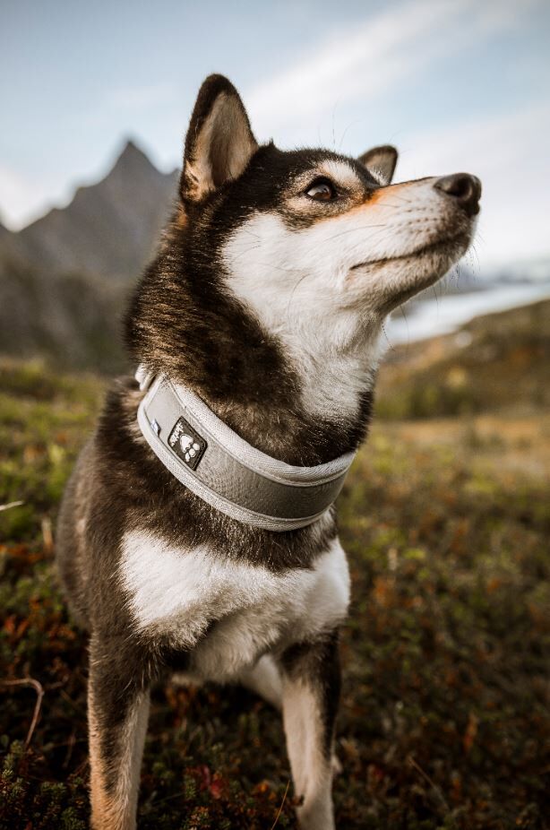 hurtta-Venture-halsband-hund-gepostert-HU-933611 hurtta-Venture-halsband-hund-gepostert-HU-933611