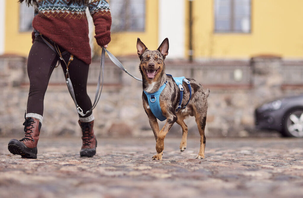 Hurtta-Sicherheitsgeschirr-Safeguard-Harness-ECO-Ozean-Hunde-Sportgeschirr-HU-934703 Hurtta-Sicherheitsgeschirr-Safeguard-Harness-ECO-Ozean-Hunde-Sportgeschirr-HU-934703