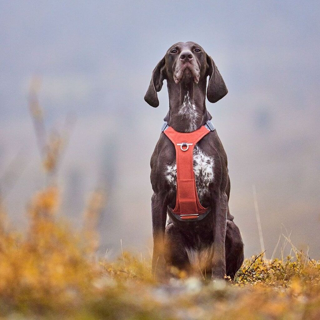 Hurtta-Rover-Harness-Hundegeschirr-Zimt-gepolstert-HU-934848