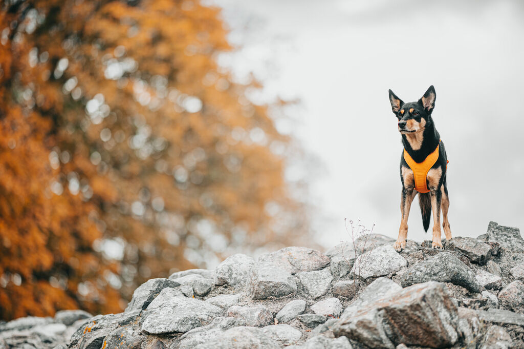 PAIKKA-Hundegeschirr-reflektierend-Visibility-Harness-orange-reflektierendes-Geschirr-Hund-60-46397 PAIKKA-Hundegeschirr-reflektierend-Visibility-Harness-orange-reflektierendes-Geschirr-Hund-60-46397