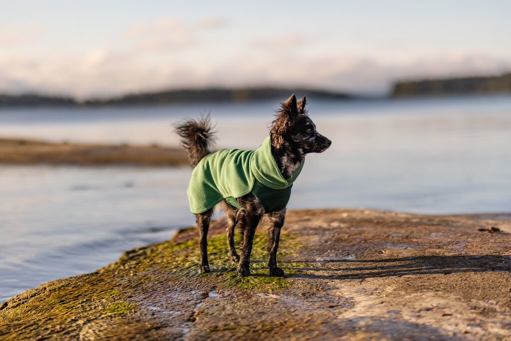 PAIKKA Seawool Hundepullover