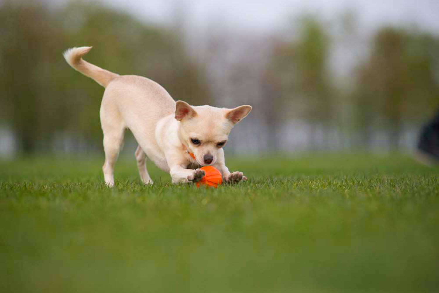 Collar-LikerBall-ohne-Schnur-zum-rollen-und-werfen-beiger-Chihuahua-mit-seinem-kleinen-Hundeball-auf-der-Wiese
