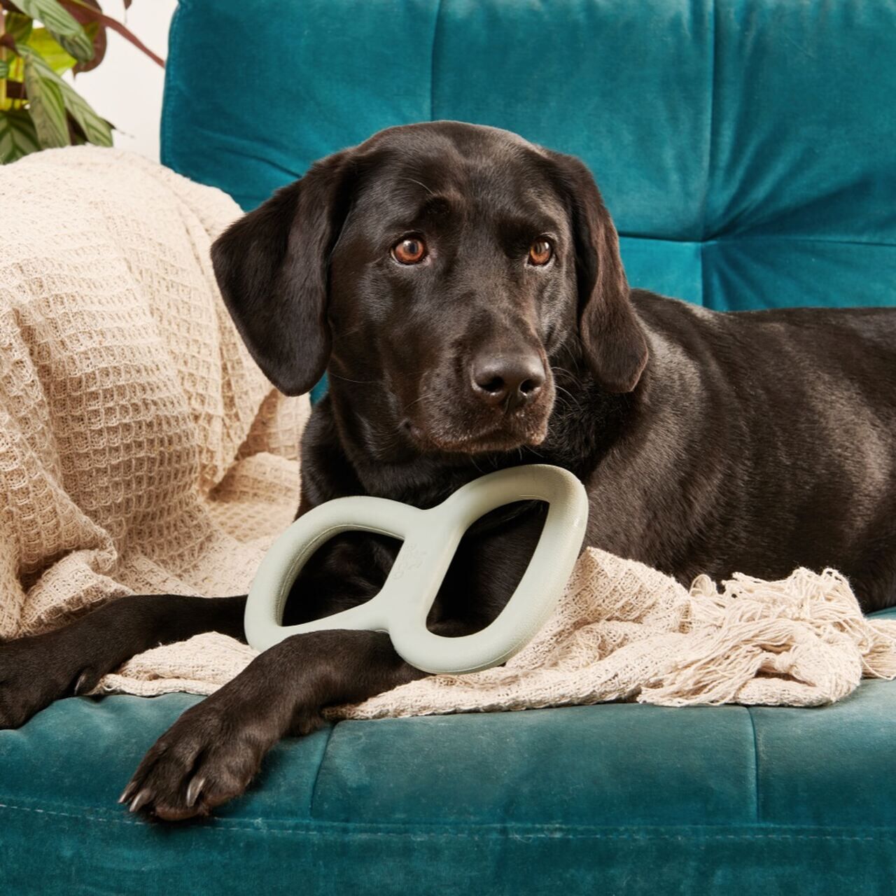 Beco-Tough-Tugger-Zerrspielzeug-schwarzer-Labrador-liegt auf-petrol-farbener-Couch-mit-gruenem-Hundespielzeug-BT-75636