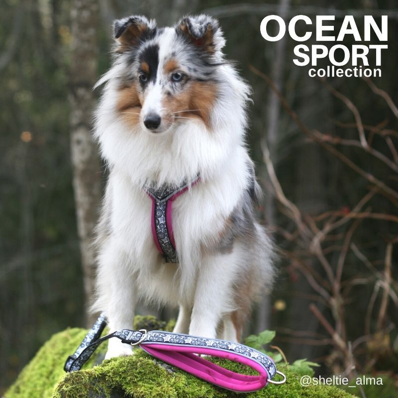 FinNero-OCEAN-SPORT-Y-Sport-Hundegeschirr-waschbar-Neoprenpolster-44-00185