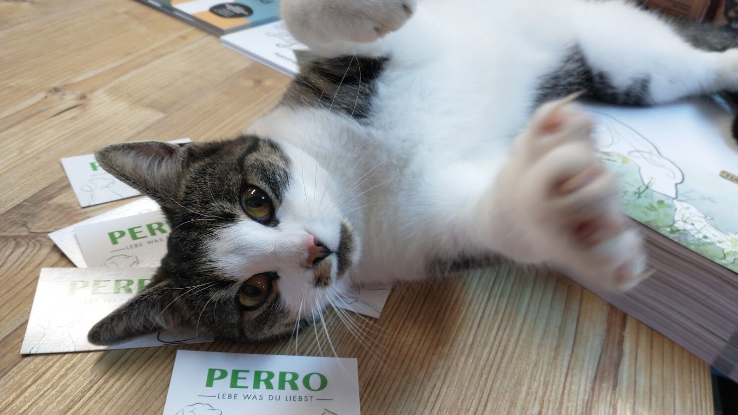 PERRO Shop St. Veit an der Glan Katze liebt PERRO