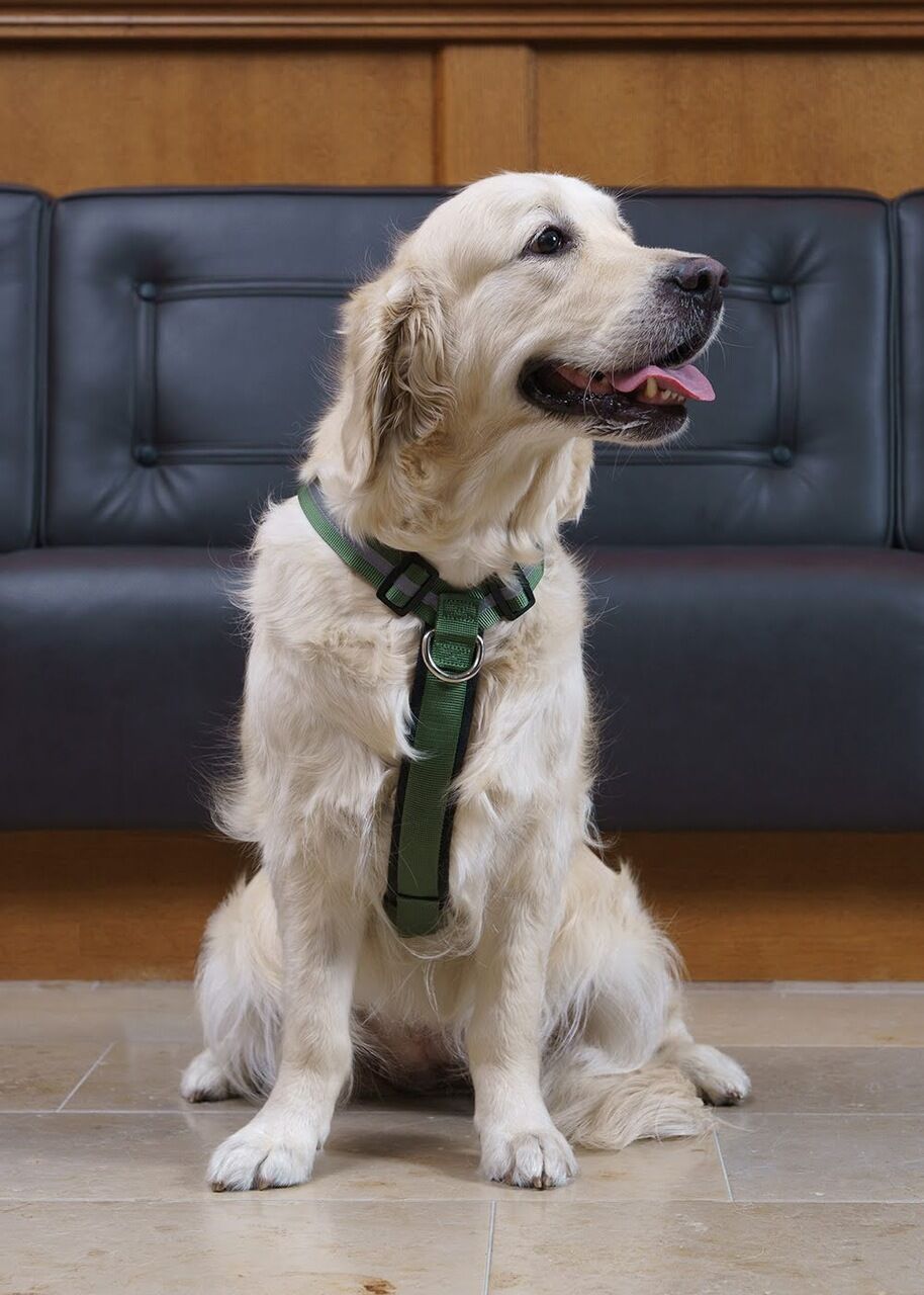 FinNero-Salon-Anti-Zug-Geschirr-mit-Fleece-Polsterung-gegen-ziehender-Hund-dunkelgruen-44-00344 FinNero-Salon-Anti-Zug-Geschirr-mit-Fleece-Polsterung-gegen-ziehender-Hund-dunkelgruen-44-00344