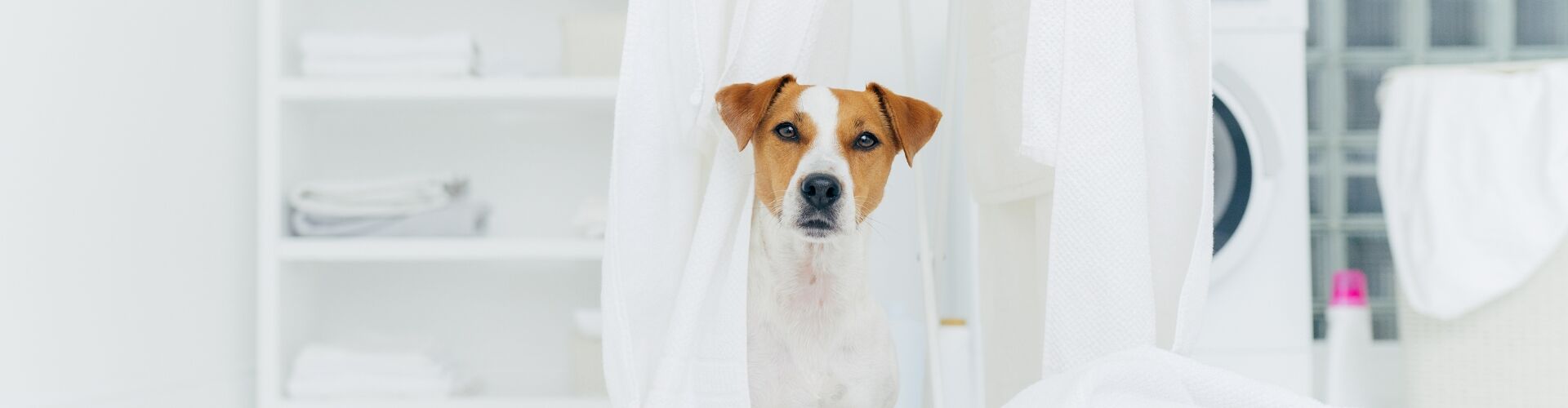 Raumreinigung Sterilisation Hund Hundesalon