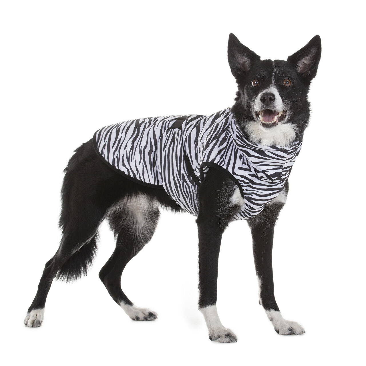 PAIKKA-Kuehlweste-Antiparasit-Cool-and-Bug-Vest-Kuehlanzug-fuer-Hunde-im-Sommer-60-46287