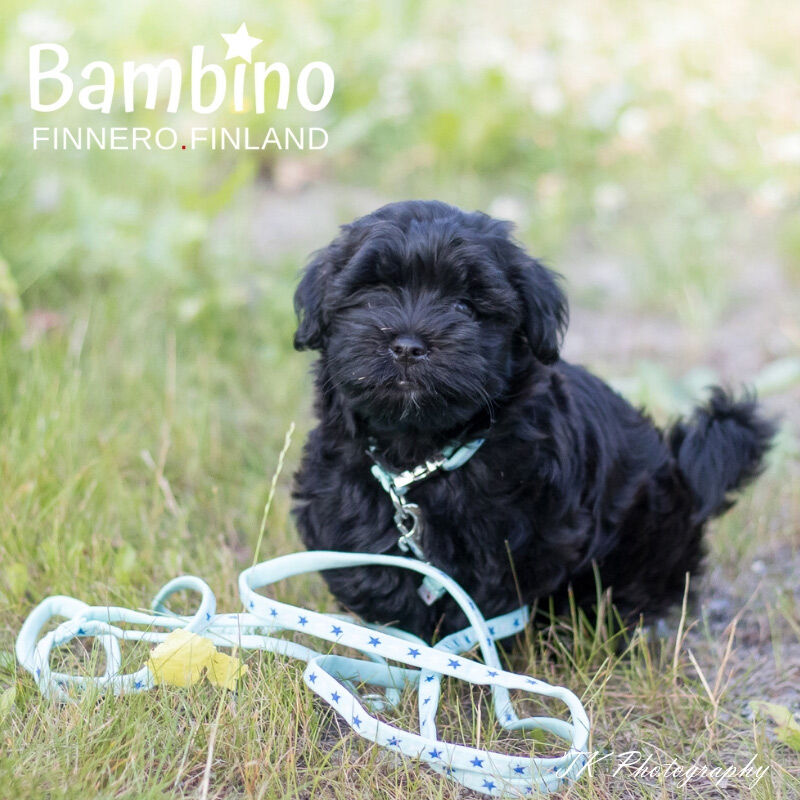 FinNero-BAMBINO-Leine-Fuehrleine-fuer-Welpen-44-00648 FinNero-BAMBINO-Leine-Fuehrleine-fuer-Welpen-44-00648