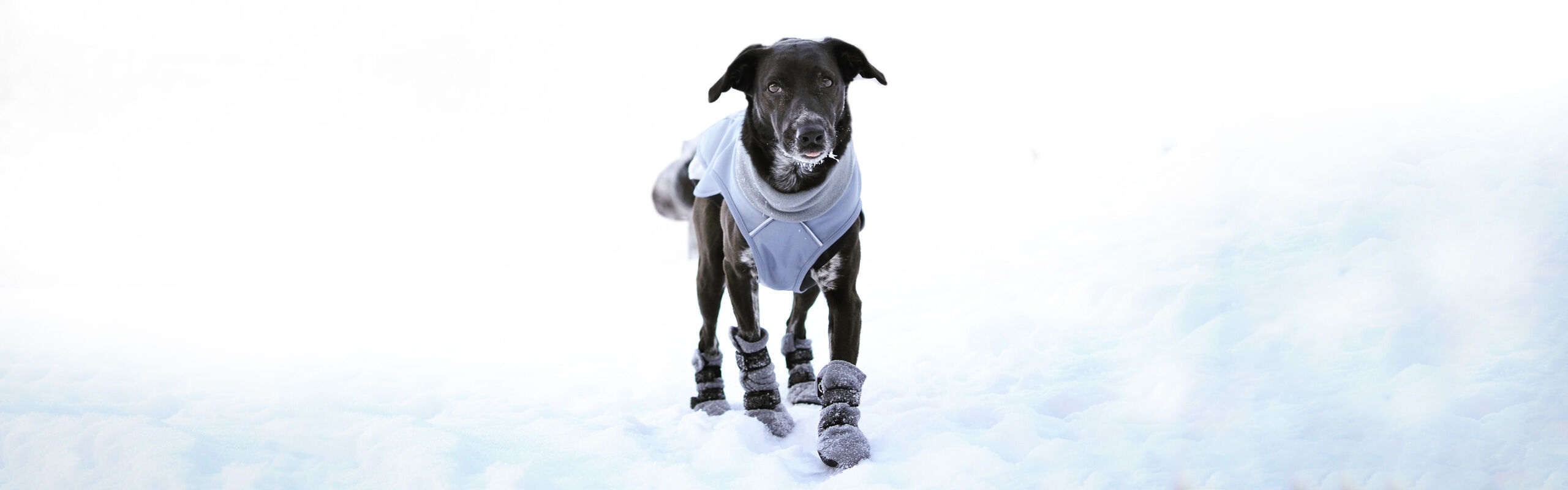 Hundeschuhe Pfotenschutz im Winter bei Salz und Streusalz