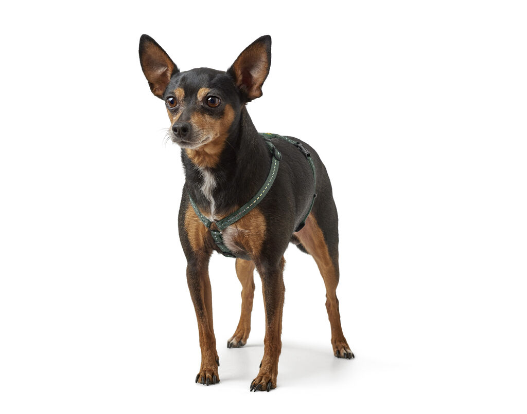 Hunter-Geschirr-Tripoli-reflektierend-olivgruen-verstellbares-Brustgeschirr-fuer-kleine-Hunde-H-67117