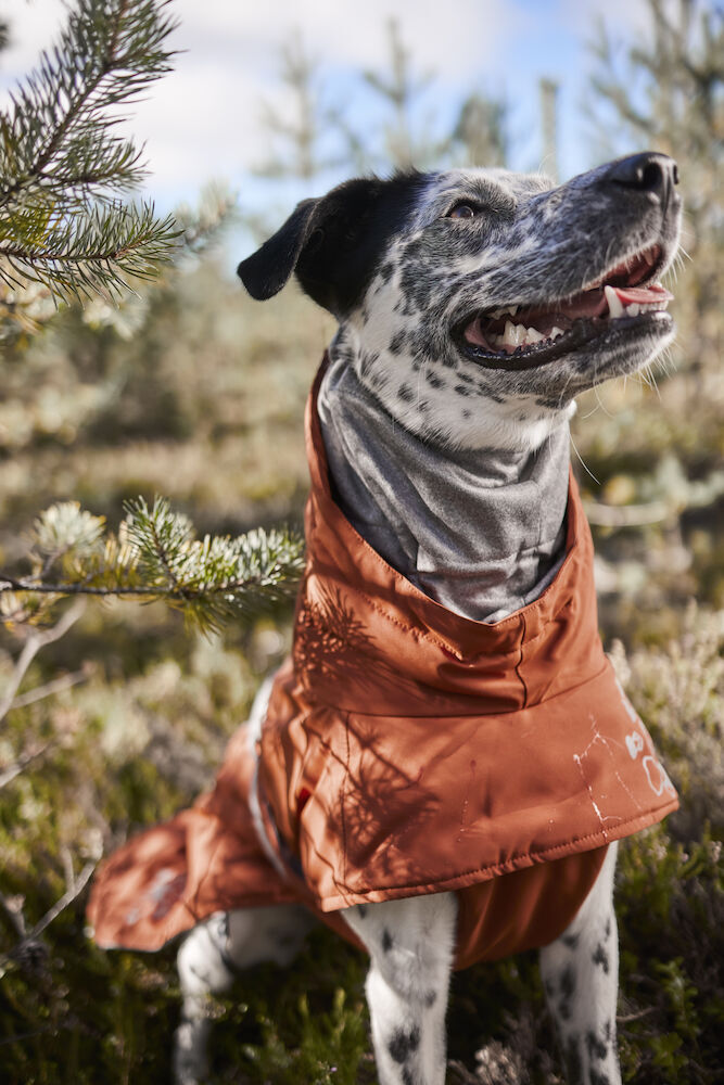 Hurtta-Extreme-Warmer-ECO-Cinnamon-zimt-Hundemantel-Winterjacke-schwarz-weißer-Hund-sitzt-in-Winterlandschaft-HU-933831