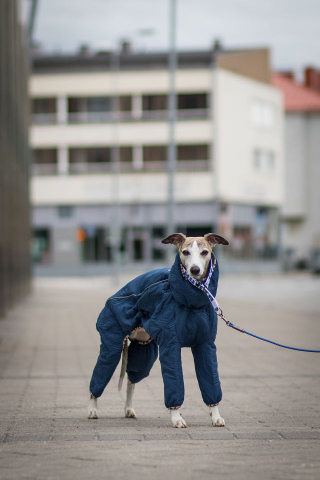 Hurtta-Quilted-Overall-Stepp-Hundebekleidung-warm-Winter-blau-HU-932757