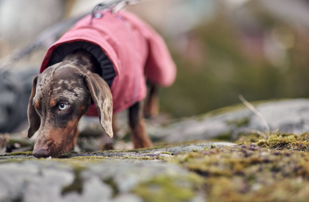 Hurtta-Expedition-Parker-II-strawberry-warme-Hundejacke-HU-934780 Hurtta-Expedition-Parker-II-strawberry-warme-Hundejacke-HU-934780