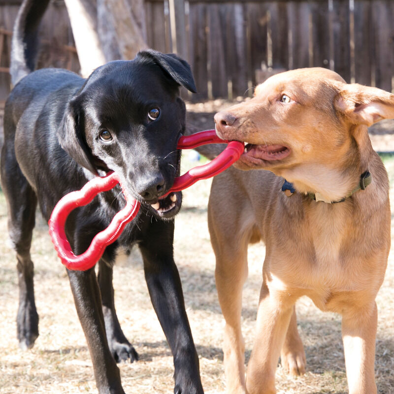 Kong-Tug-Toy-schwarzer-und-beiger-Hund-beim-gemeinsamen-Zerrspiel-24380