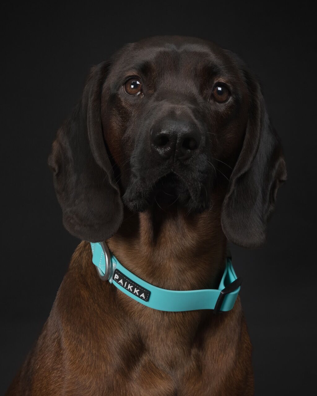 PAIKKA-Halsband-Glow-blau-aqua-fluoreszierend-leuchtet-im-Dunklen-aus-Kunststoff-mit-Klickschnalle-Gebirgsschweißhund-60-46742