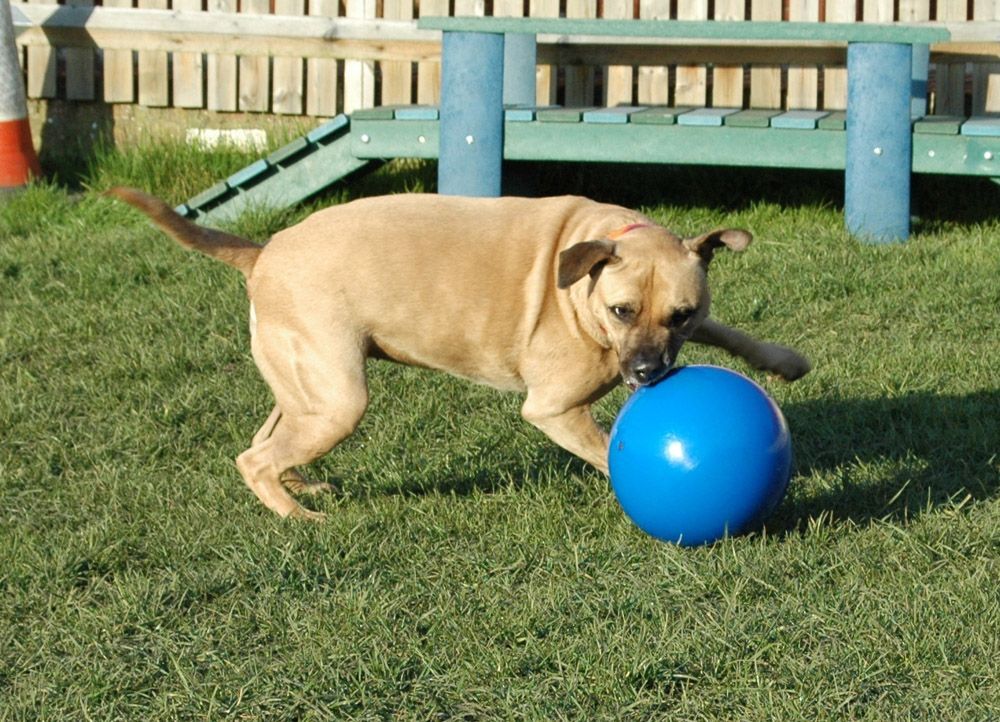 Mugford-Boomer-Ball-grosser-Hunde-Ball-sehr-stabil-RM-TB03