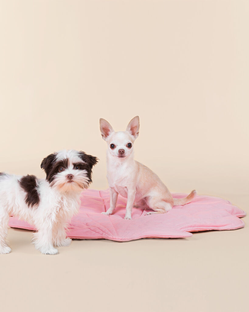 PAIKKA-Schnueffelmatte-Playmat-Muschel-Suchspielzeug-Hunde-Wohnung-60-46523