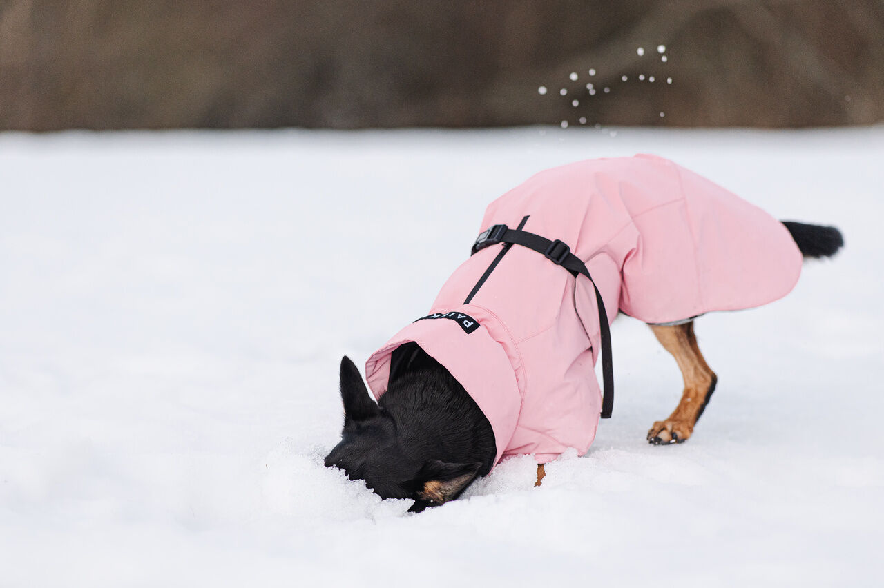 Paikka-Visibility-Winter-Jacke-pink-waermend-wasserfest-reflektierend-schwarz-brauner-Hund-sucht-im-Schnee-nach-Maeusen-60-46199