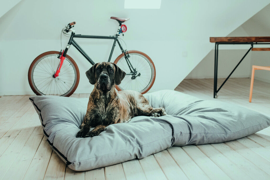 Hunter-XXXL-Hundebett-Lancaster-Schlafbett-fuer-Extra-grosse-Hunde-H-67650 Hunter-XXXL-Hundebett-Lancaster-Schlafbett-fuer-Extra-grosse-Hunde-H-67650