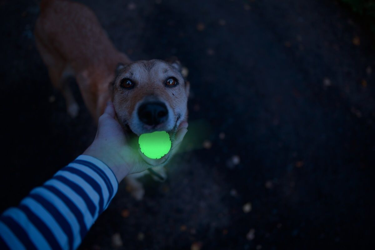 Holland-Animals-Care-Hundespielzeug-2Glow-fluoreszierendes-28-56798