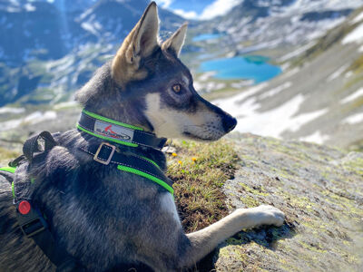 Sledwork-Racing-Collar-Arctic-Hundehalsband-wasserfest-54-30824