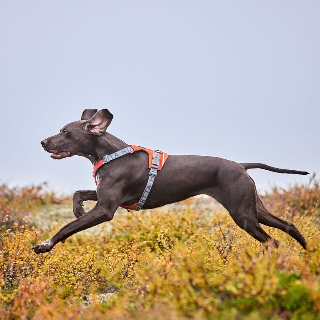 Hurtta-Rover-Harness-Hundegeschirr-Zimt-Brustgeschirr-Hunde-HU-934848