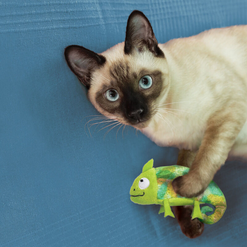 KONG-Katzenspielzeug-Chamaeleon-mit-nordamerikanischer Katzenminze-wird-von-einer-Siamkatze-mit-den-Pfoten-gefangen-56-45809