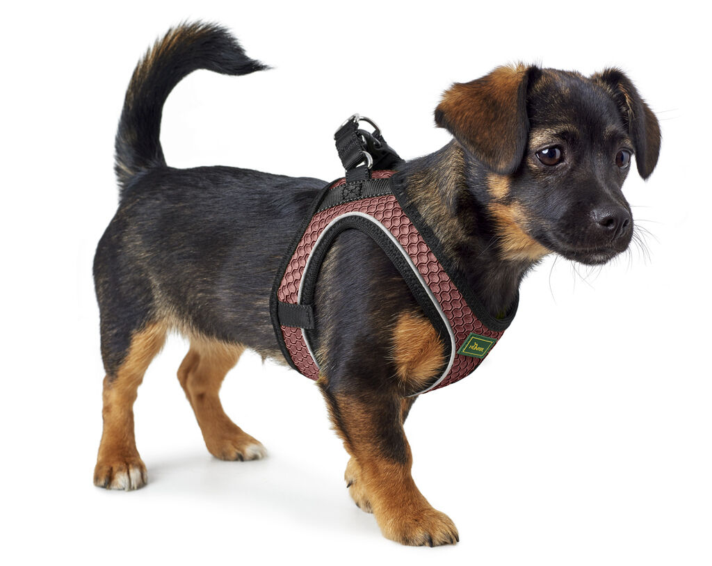 Hunter-Geschirr-Hilo-Comfort-Mesh-mit-Reflektorstreifen-altrosa-Hundegeschirr-mit-Klettveschluss-H-66661 Hunter-Geschirr-Hilo-Comfort-Mesh-mit-Reflektorstreifen-altrosa-Hundegeschirr-mit-Klettveschluss-H-66661