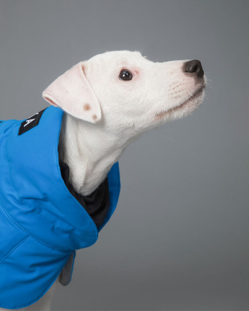 PAIKKA-Visibility-Winter-Jacke-Indigo-Hundewintermantel-reflektierend-60-46199 PAIKKA-Visibility-Winter-Jacke-Indigo-Hundewintermantel-reflektierend-60-46199