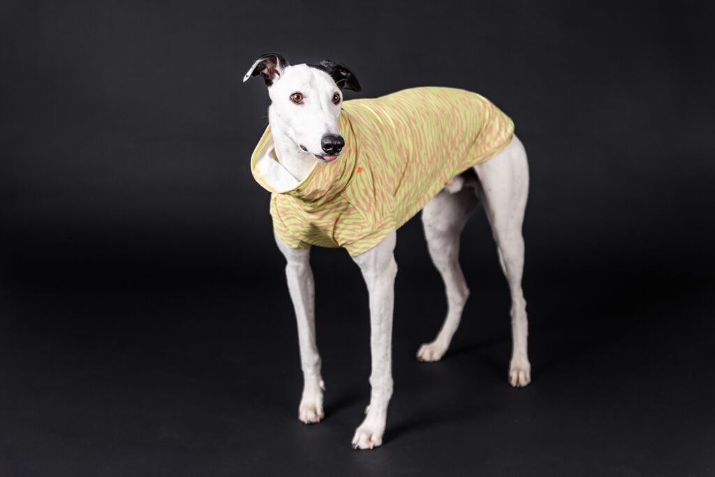 PAIKKA-Hundeshirt-Sonnenschutz-und-Antiparasit-UV-and-Bug-shirt-Matcha-Parasitenschutz-fuer-Hunde-60-20082 PAIKKA-Hundeshirt-Sonnenschutz-und-Antiparasit-UV-and-Bug-shirt-Matcha-Parasitenschutz-fuer-Hunde-60-20082