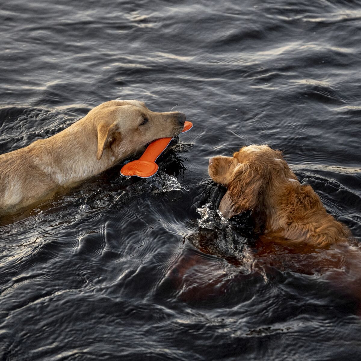 Finnero-Wasserspielzeug-WAVE-zum-Werfen-und-Apportieren-mit-Seil-Labrador-und-Cocker-Spaniel-spielen-im-Wasser-44-01020