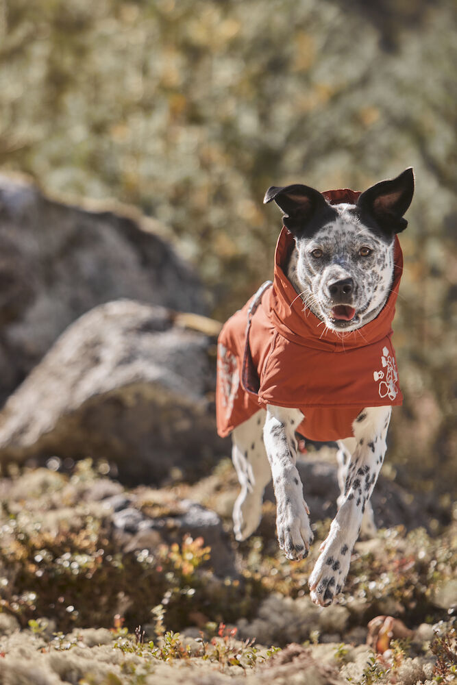 Hurtta-Extreme-Warmer-ECO-Cinnamon-zimt-Hundemantel-Winterjacke-schwarz-weißer-Hund-in-Herbstlandschaft-HU-933831