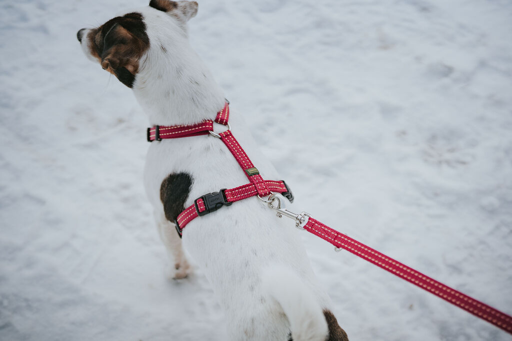 Hunter-Geschirr-Tripoli-reflektierend-himbeer-Brustgeschirr-fuer-Hunde-Welpen-H-67117 Hunter-Geschirr-Tripoli-reflektierend-himbeer-Brustgeschirr-fuer-Hunde-Welpen-H-67117