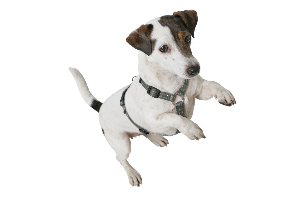 Hunter-Geschirr-Tripoli-reflektierend-olivgruen-Nylon-Zuggeschirr-fuer-kleine-Hunde-H-67117