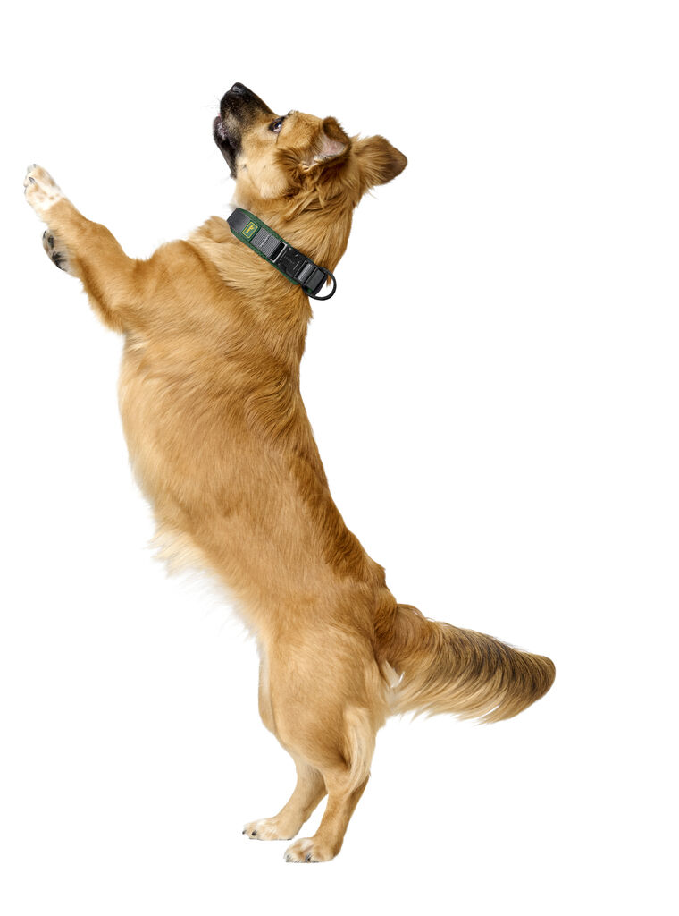 Hunter-Halsung-Maldon-dunkelgruen-grau-robustes-Halsband-fuer-Hunde-H-205394 Hunter-Halsung-Maldon-dunkelgruen-grau-robustes-Halsband-fuer-Hunde-H-205394