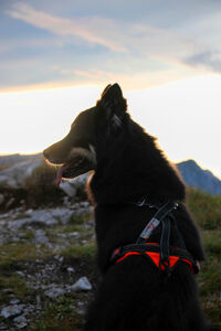 Sledwork-Trekking-Harness-wandergeschirr-hund-nordic-walking-54-30474