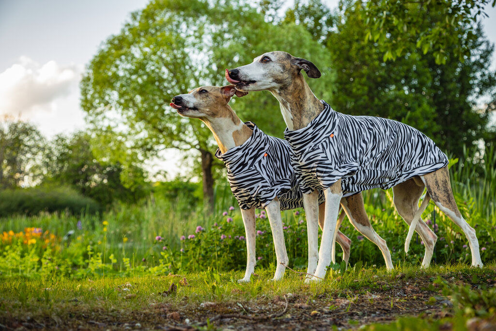 PAIKKA-Hundeshirt-Sonnenschutz-und-Antiparasit-UV-and-Bug-shirt-Schwarz-Weiss-Mueckenschutz-fuer-Hunde-60-20082 PAIKKA-Hundeshirt-Sonnenschutz-und-Antiparasit-UV-and-Bug-shirt-Schwarz-Weiss-Mueckenschutz-fuer-Hunde-60-20082