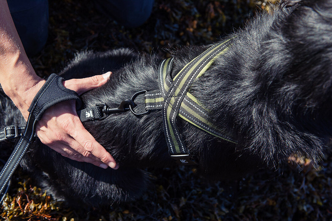 Hurtta-jogging-leash-handschlaufe-schwarz-HU-931275 Hurtta-jogging-leash-handschlaufe-schwarz-HU-931275