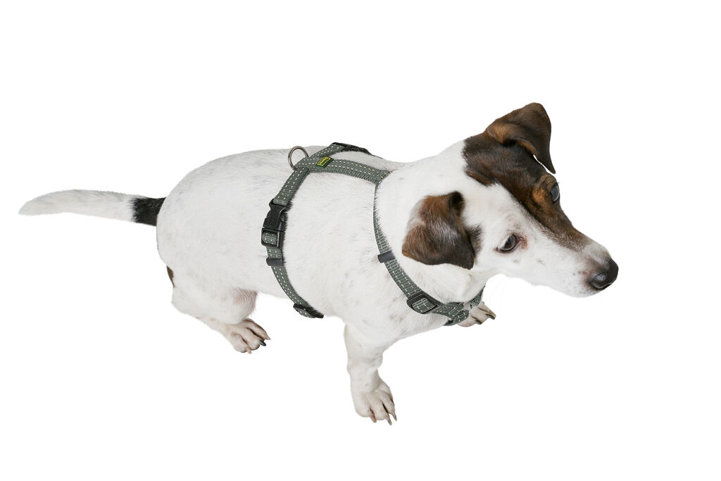 Hunter-Geschirr-Tripoli-reflektierend-olivgruen-Hunde-Welpen-Brustgeschirr-mitwachsend-H-67117