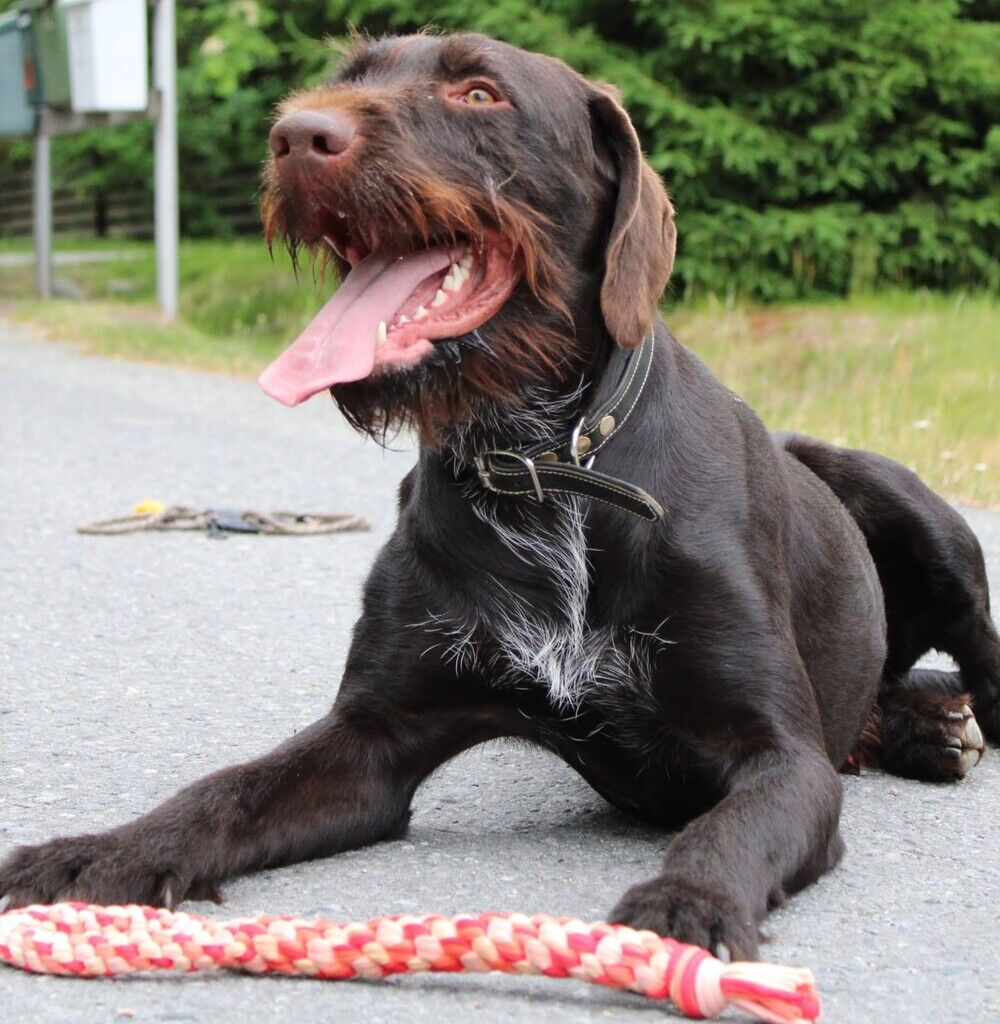 Finnero-Spieltau-mit-Griff-TAAVI-rot-Spieltau-fuer-Hunde-44-01013 Finnero-Spieltau-mit-Griff-TAAVI-rot-Spieltau-fuer-Hunde-44-01013