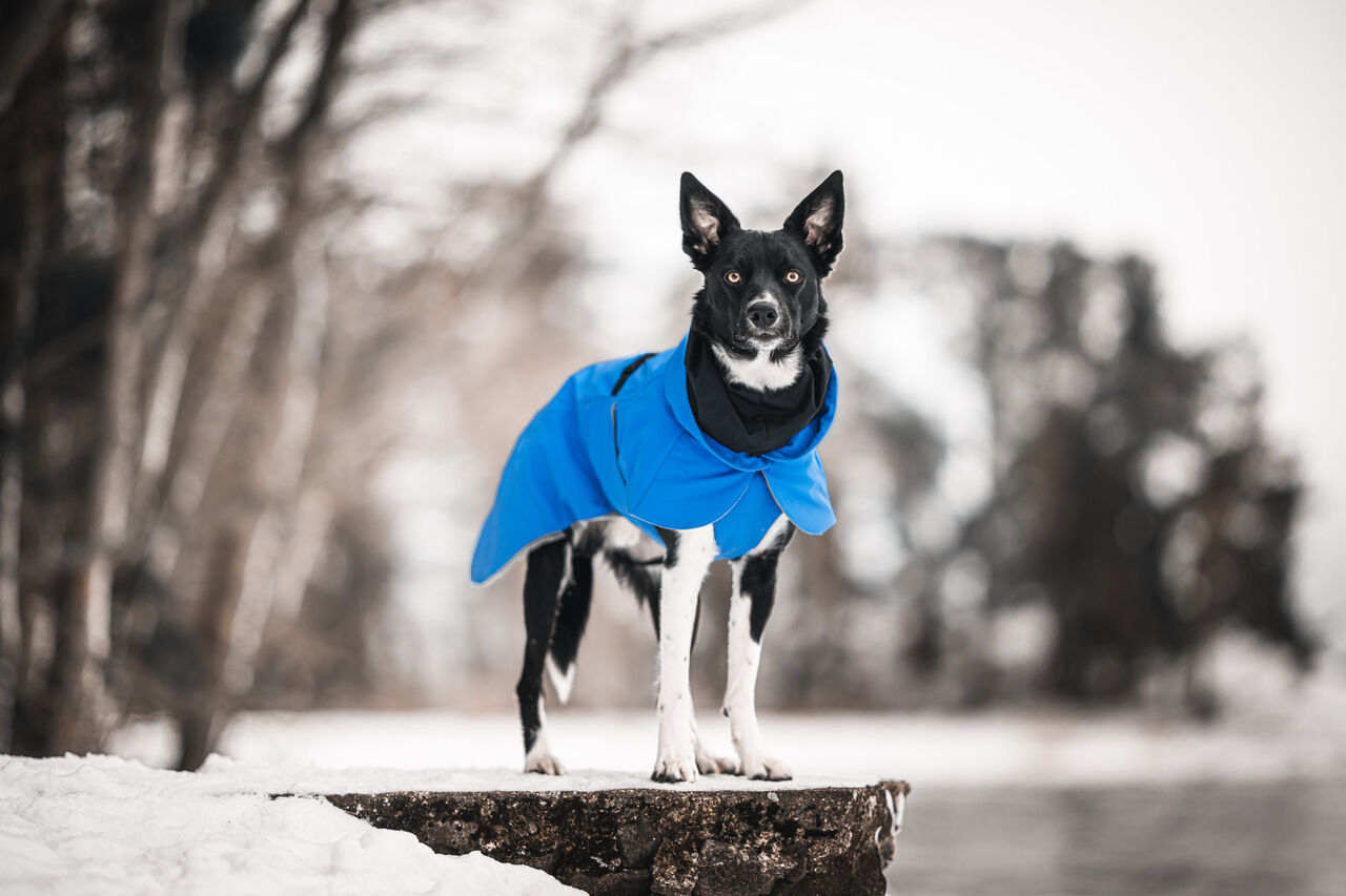 Paikka-Visibility-Winter-Jacke-indigo-blau-reflektierend-wärmend-wasserabweisend-schwarz-weißer-Hund-steht-in-Winterlandschaft-60-46199 Paikka-Visibility-Winter-Jacke-indigo-blau-reflektierend-wärmend-wasserabweisend-schwarz-weißer-Hund-steht-in-Winterlandschaft-60-46199